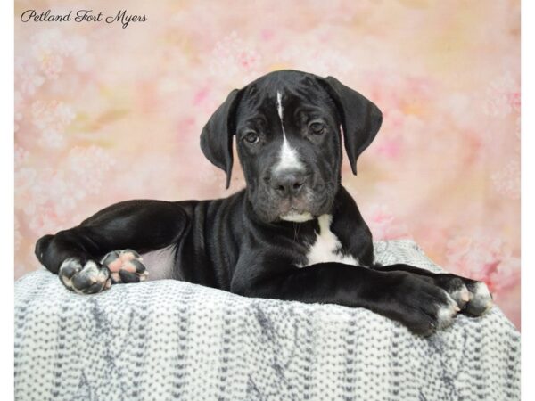 Cane Corso DOG Female Black 22366 Petland Fort Myers, Florida