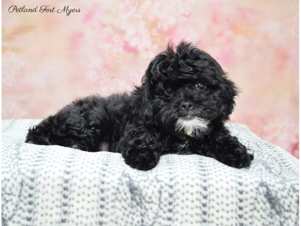 Shih-Poo (Shih Tzu/Poodle) DOG Male Black & White 22365 Petland Fort Myers, Florida