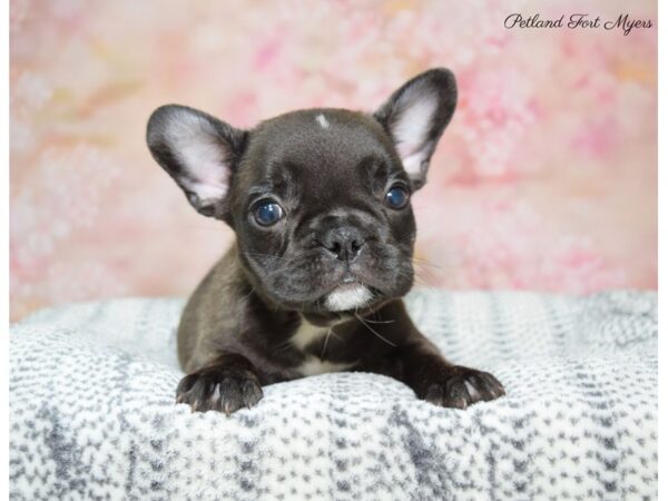 French Bulldog DOG Female Brindle 22362 Petland Fort Myers, Florida