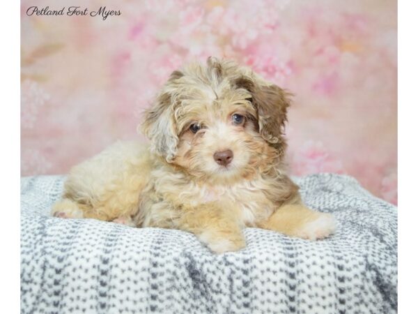 Miniature Australian Shepherd/Miniature Poodle DOG Female Chocolate Merle 22361 Petland Fort Myers, Florida