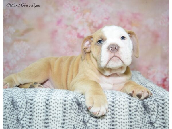 Victorian Bulldog DOG Male Fawn & White 22360 Petland Fort Myers, Florida