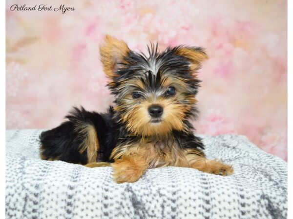 Shih Tzu/Yorkie-DOG-Female-Br-22359-Petland Fort Myers, Florida