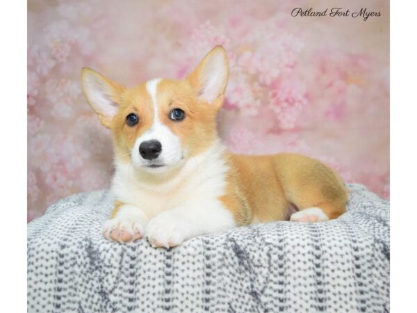 Pembroke Welsh Corgi DOG Female Red & White 22358 Petland Fort Myers, Florida