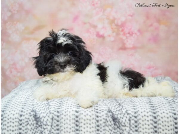 Shih-Poo (Shih Tzu/Poodle) DOG Female Black & White 22357 Petland Fort Myers, Florida