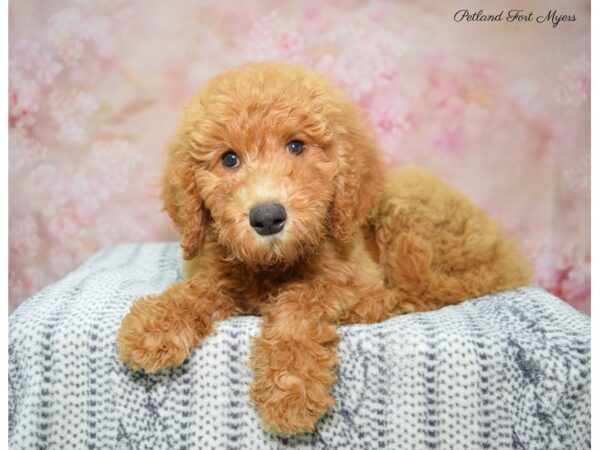 Goldendoodle DOG Female Red 22356 Petland Fort Myers, Florida