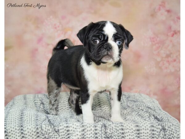 Pug DOG Female Fawn, Black Mask 22378 Petland Fort Myers, Florida