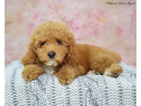 Cockapoo / Poodle DOG Male Red 22377 Petland Fort Myers, Florida