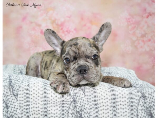 French Bulldog DOG Male Blue Merle 22375 Petland Fort Myers, Florida