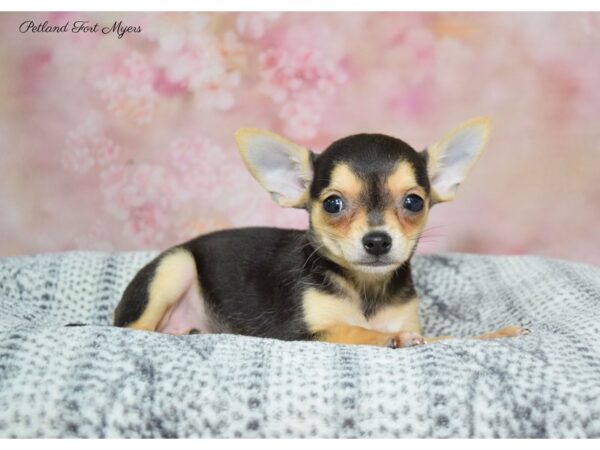 Chihuahua DOG Female B/T/W 22374 Petland Fort Myers, Florida