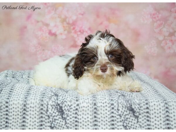 Havanese DOG Female C/W/Prti 22373 Petland Fort Myers, Florida