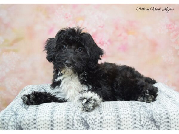 Schnoodle DOG Female Blk/W/Mrks 22372 Petland Fort Myers, Florida