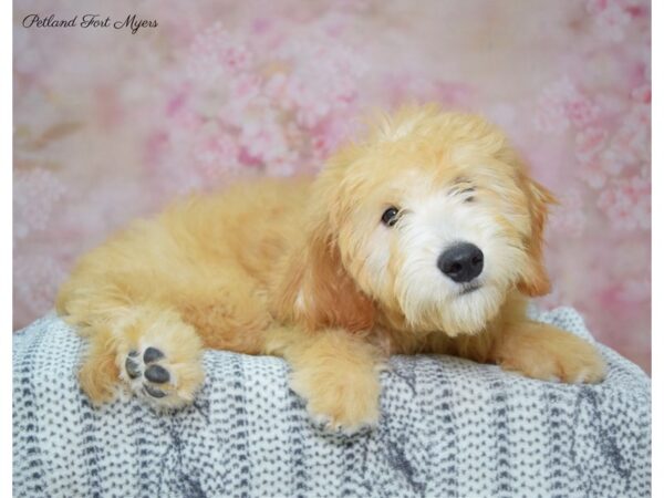 Goldendoodle Mini F1b DOG Male Apricot 22371 Petland Fort Myers, Florida