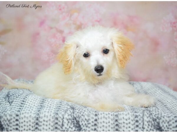 Maltichonpoo DOG Female Apricot/Cream 22370 Petland Fort Myers, Florida