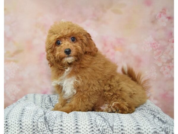 Cavapoo F1 DOG Male Ruby 22369 Petland Fort Myers, Florida