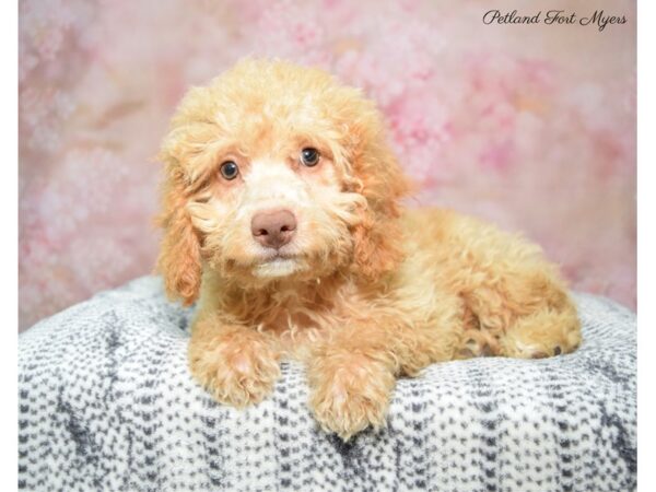 Cockapoo-DOG-Male-Apricot-22379-Petland Fort Myers, Florida