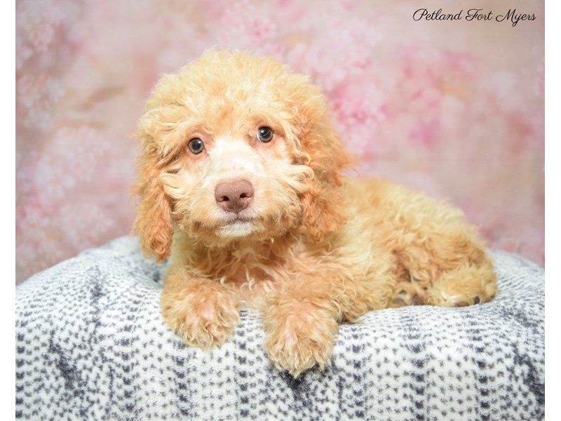 Cockapoo Puppy Apricot ID:22379 Located at Petland Fort Myers, Florida