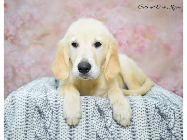 Golden Retriever DOG Male Golden 22382 Petland Fort Myers, Florida