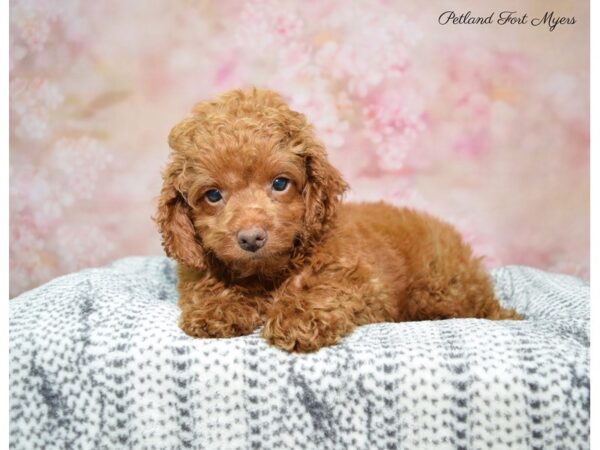 Cockapoo DOG Male Red 22380 Petland Fort Myers, Florida