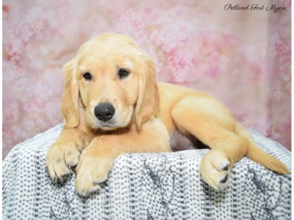 Golden Retriever DOG Female Golden 22381 Petland Fort Myers, Florida