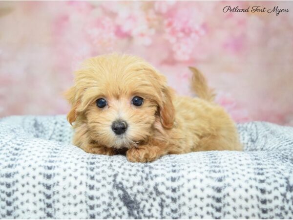 Maltese/Poodle DOG Female Red 22383 Petland Fort Myers, Florida