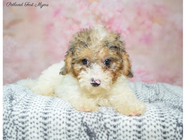 Miniature Poodle DOG Female White & Blue Merle 22384 Petland Fort Myers, Florida