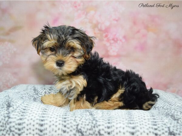 Morkie (Maltese/Yorkshire Terrier) DOG Male Black & Tan 22385 Petland Fort Myers, Florida