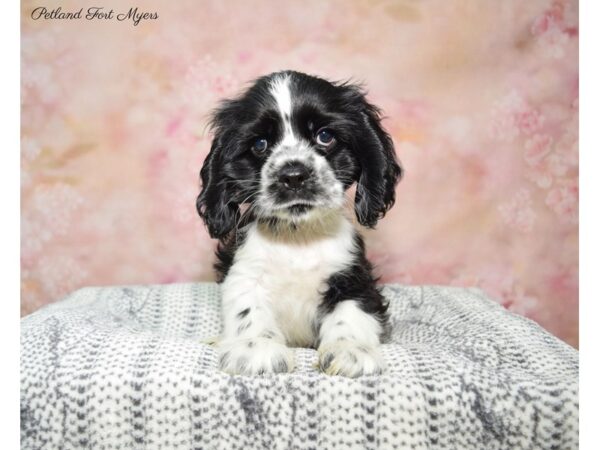 Cocker Spaniel DOG Male Black & White 22386 Petland Fort Myers, Florida