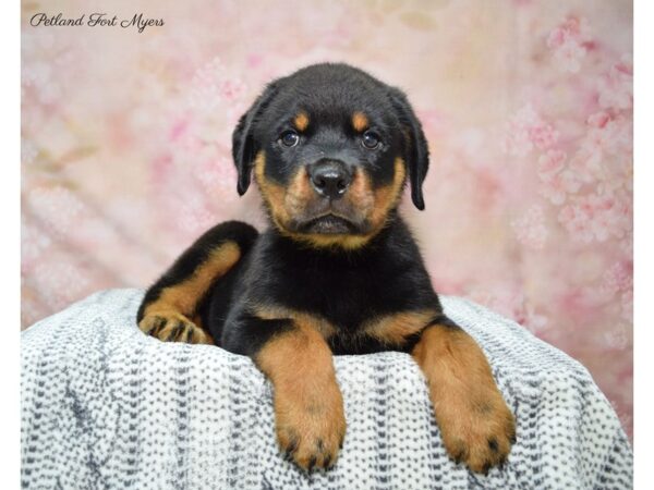 Rottweiler DOG Male Black & Tan 22387 Petland Fort Myers, Florida