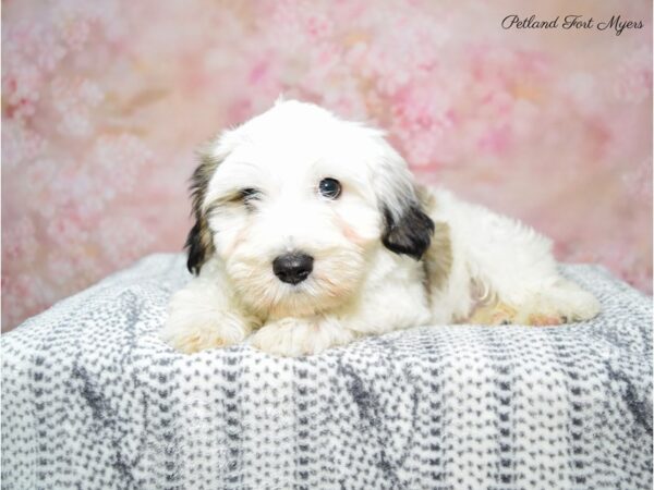 Havanese DOG Male Wh, Sable Parti 22388 Petland Fort Myers, Florida