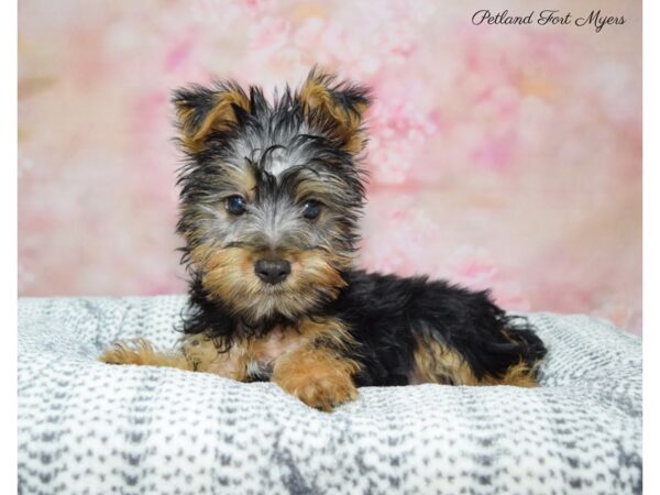 Silky Terrier-DOG-Male-Black & Tan-22389-Petland Fort Myers, Florida