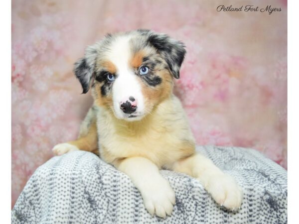 Australian Shepherd DOG Female Blue Merle 22390 Petland Fort Myers, Florida