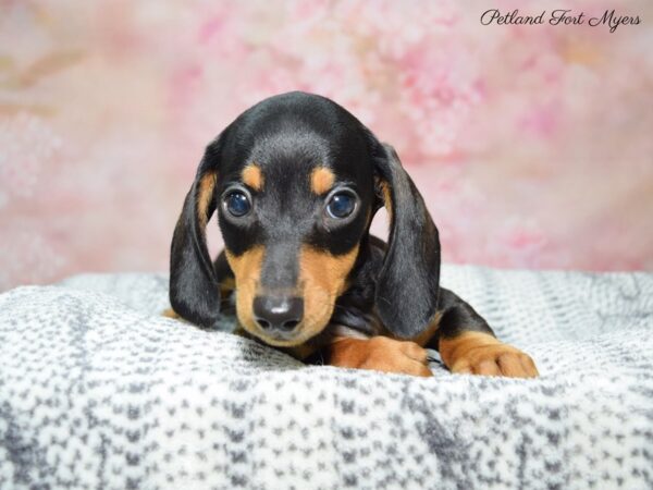 Dachshund DOG Male Black & Tan 22391 Petland Fort Myers, Florida