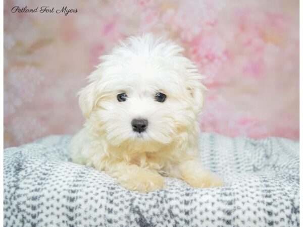 Maltese DOG Male White 22392 Petland Fort Myers, Florida