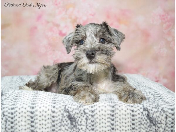 Miniature Schnauzer-DOG-Male-Blue Merle-22393-Petland Fort Myers, Florida