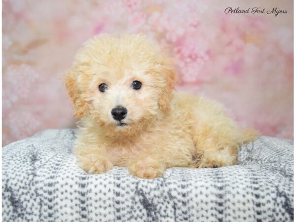 Poodle DOG Male Apricot 22395 Petland Fort Myers, Florida