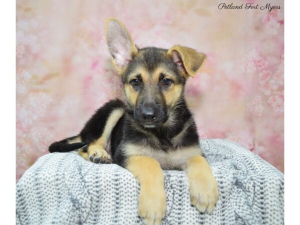 German Shepherd DOG Male Black & Tan 22396 Petland Fort Myers, Florida