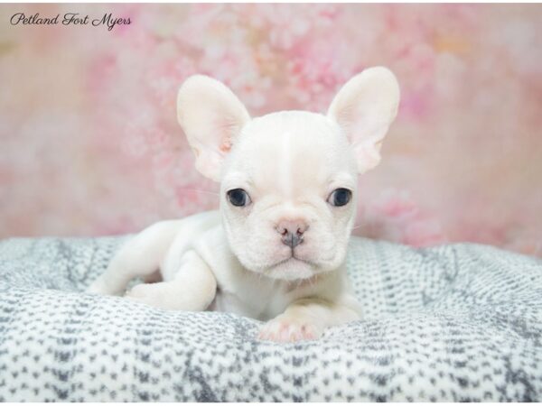 French Bulldog DOG Female Cream 22397 Petland Fort Myers, Florida