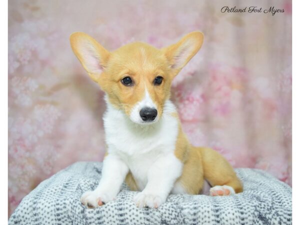 Pembroke Welsh Corgi DOG Female Sable & White 22398 Petland Fort Myers, Florida