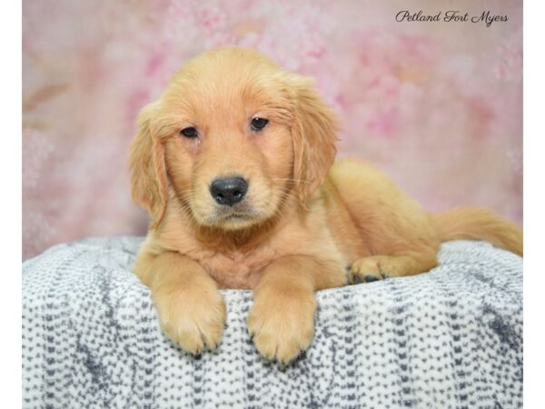 Golden Retriever DOG Female Golden 22401 Petland Fort Myers, Florida