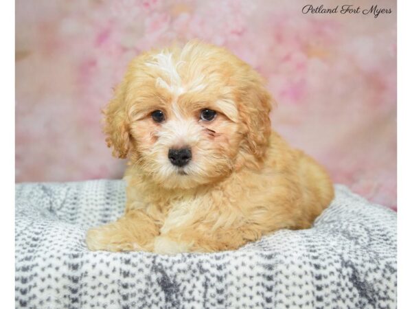 Shih-Poo (Shih Tzu/Poodle) DOG Male Br 22402 Petland Fort Myers, Florida