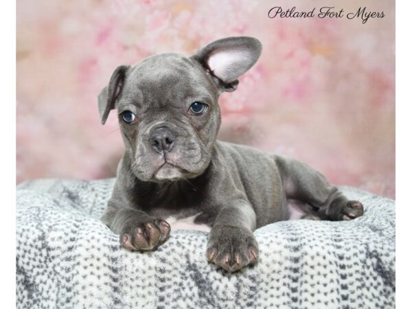 French Bulldog DOG Female Blue 22403 Petland Fort Myers, Florida