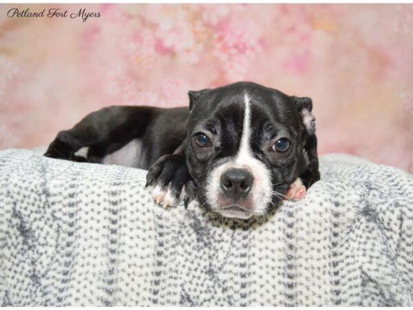 Boston Terrier DOG Male Black & White 22404 Petland Fort Myers, Florida