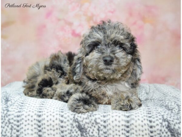 Cockapoo / Poodle DOG Female Blue Merle 22405 Petland Fort Myers, Florida