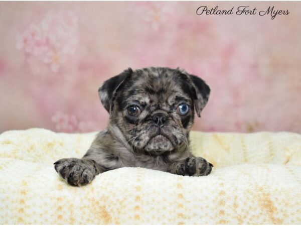 Pug DOG Female Blue Merle 22426 Petland Fort Myers, Florida