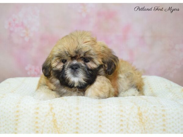 Shih Tzu DOG Female Gold 22425 Petland Fort Myers, Florida