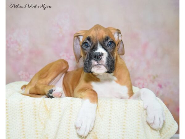 Boxer DOG Female Fawn & White 22423 Petland Fort Myers, Florida