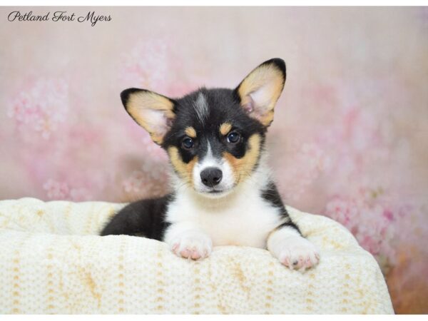 Pembroke Welsh Corgi DOG Male Tri 22421 Petland Fort Myers, Florida