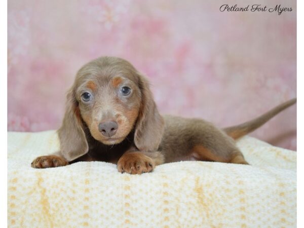 Dachshund DOG Male Bl & Tan 22420 Petland Fort Myers, Florida