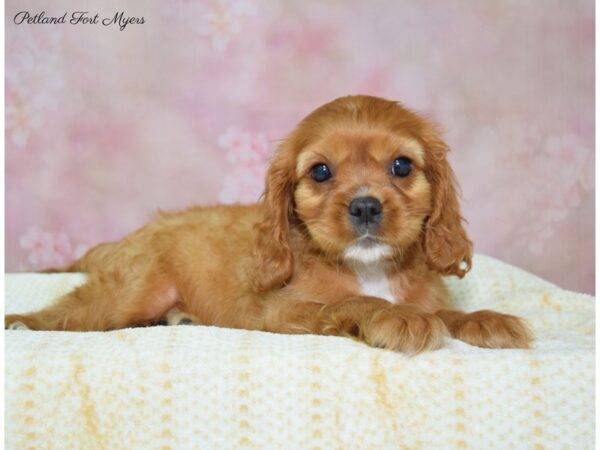 Cavalier King Charles Spaniel DOG Male Ruby 22419 Petland Fort Myers, Florida