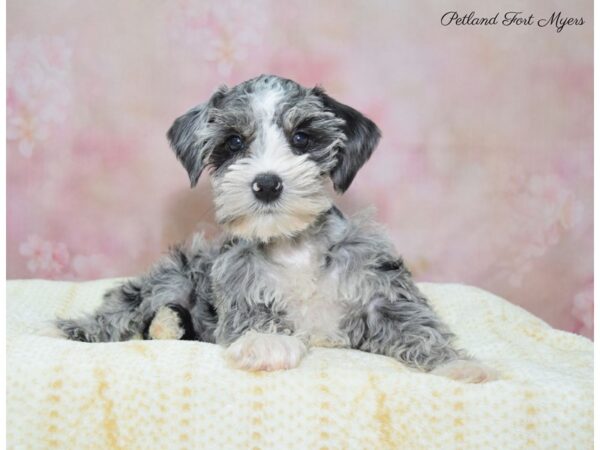 Miniature Schnauzer-DOG-Female-Blue Merle-22418-Petland Fort Myers, Florida